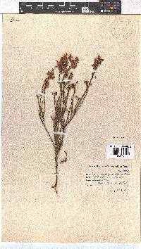 Erica multumbellifera image