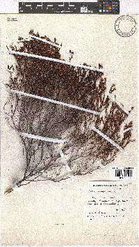 Erica multumbellifera image