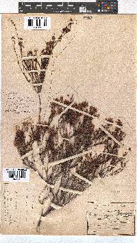 Erica multumbellifera image