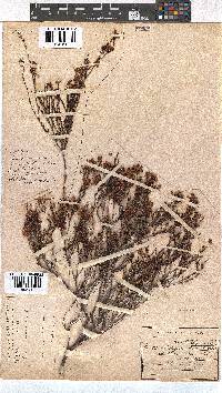 Erica multumbellifera image