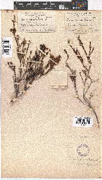 Erica multumbellifera image