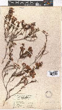 Erica multumbellifera image