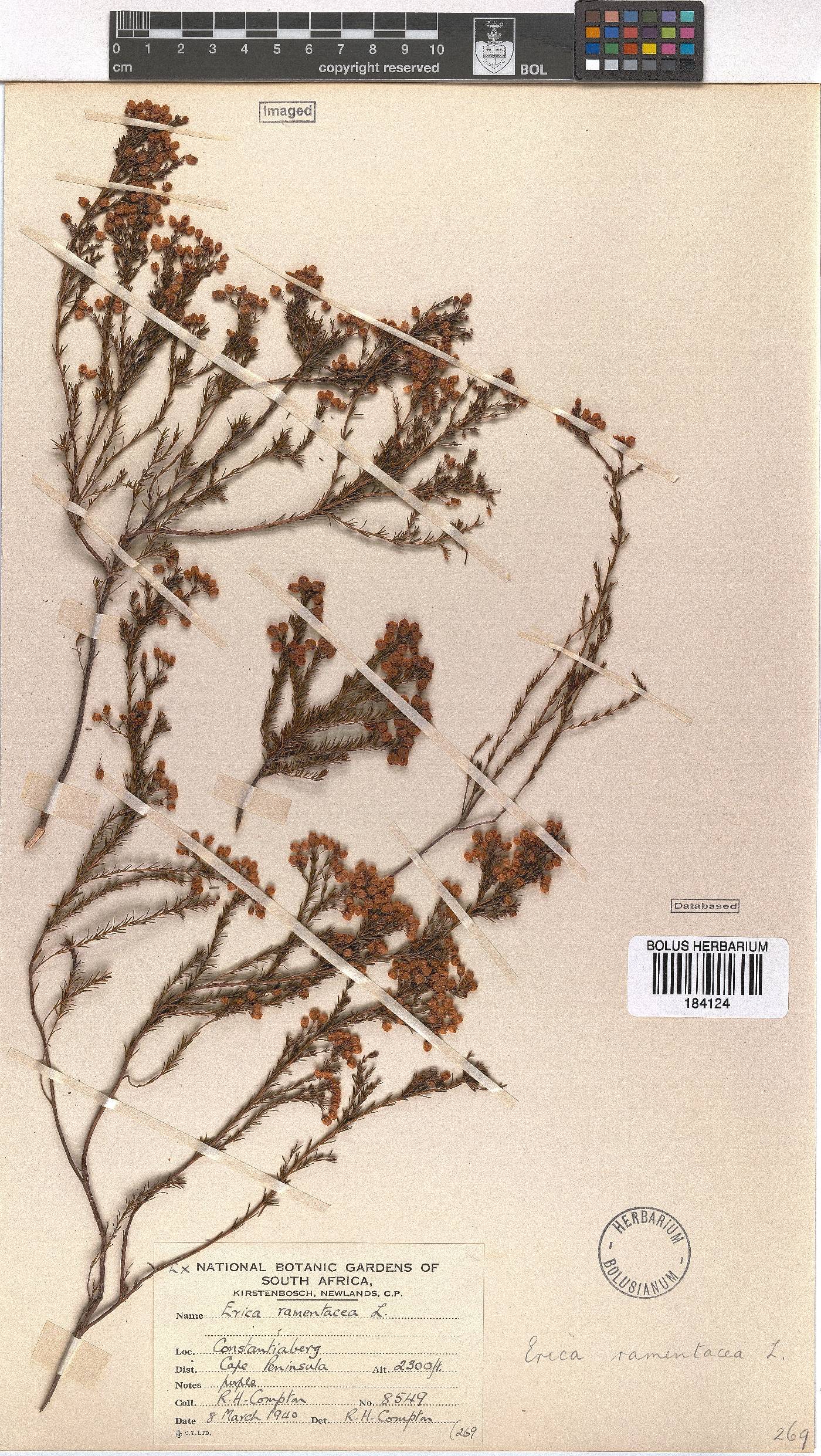Erica multumbellifera image