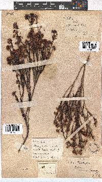 Erica multumbellifera image