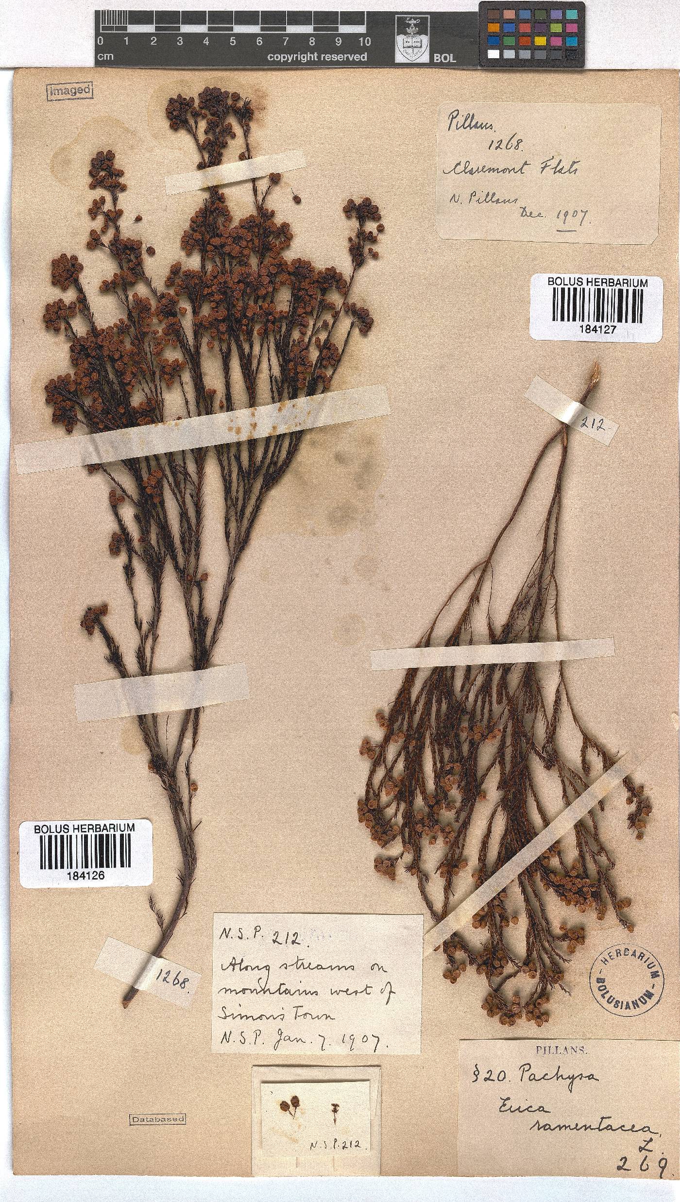 Erica multumbellifera image