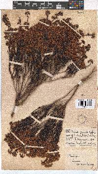 Erica multumbellifera image