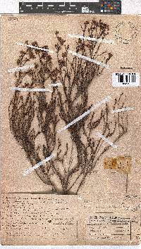 Erica multumbellifera image