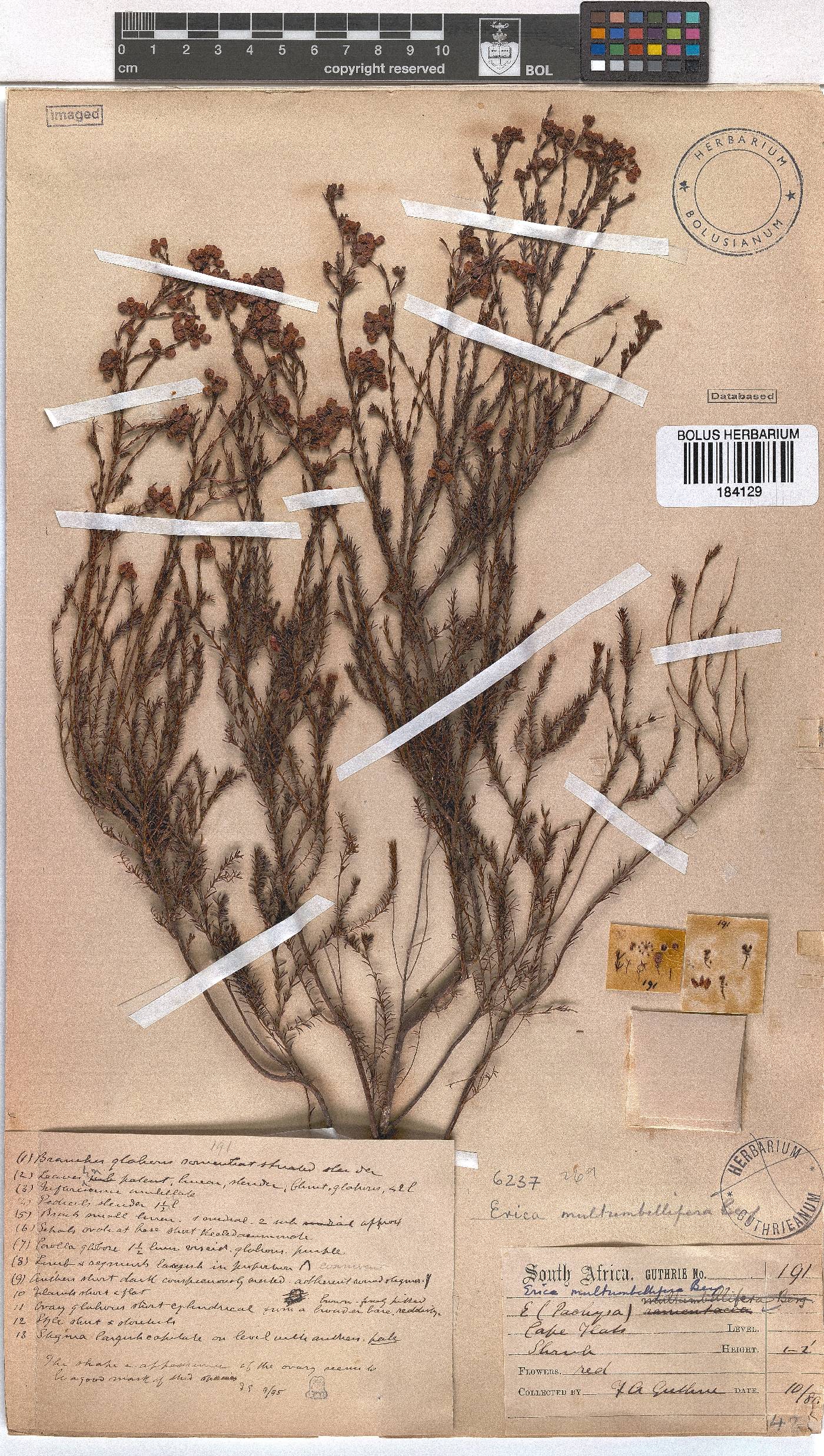 Erica multumbellifera image