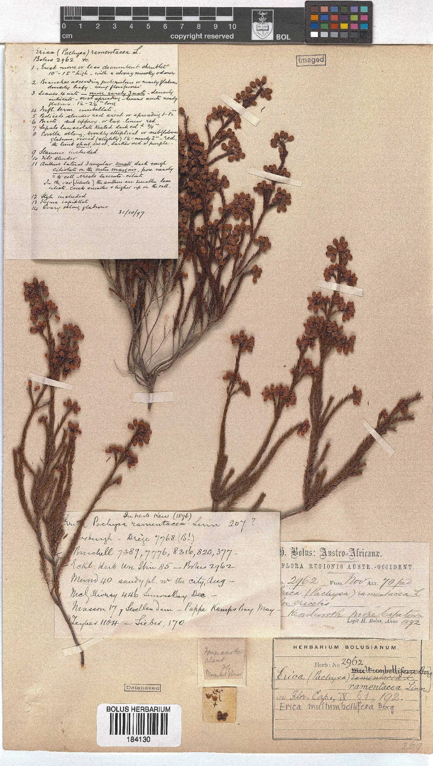 Erica multumbellifera image