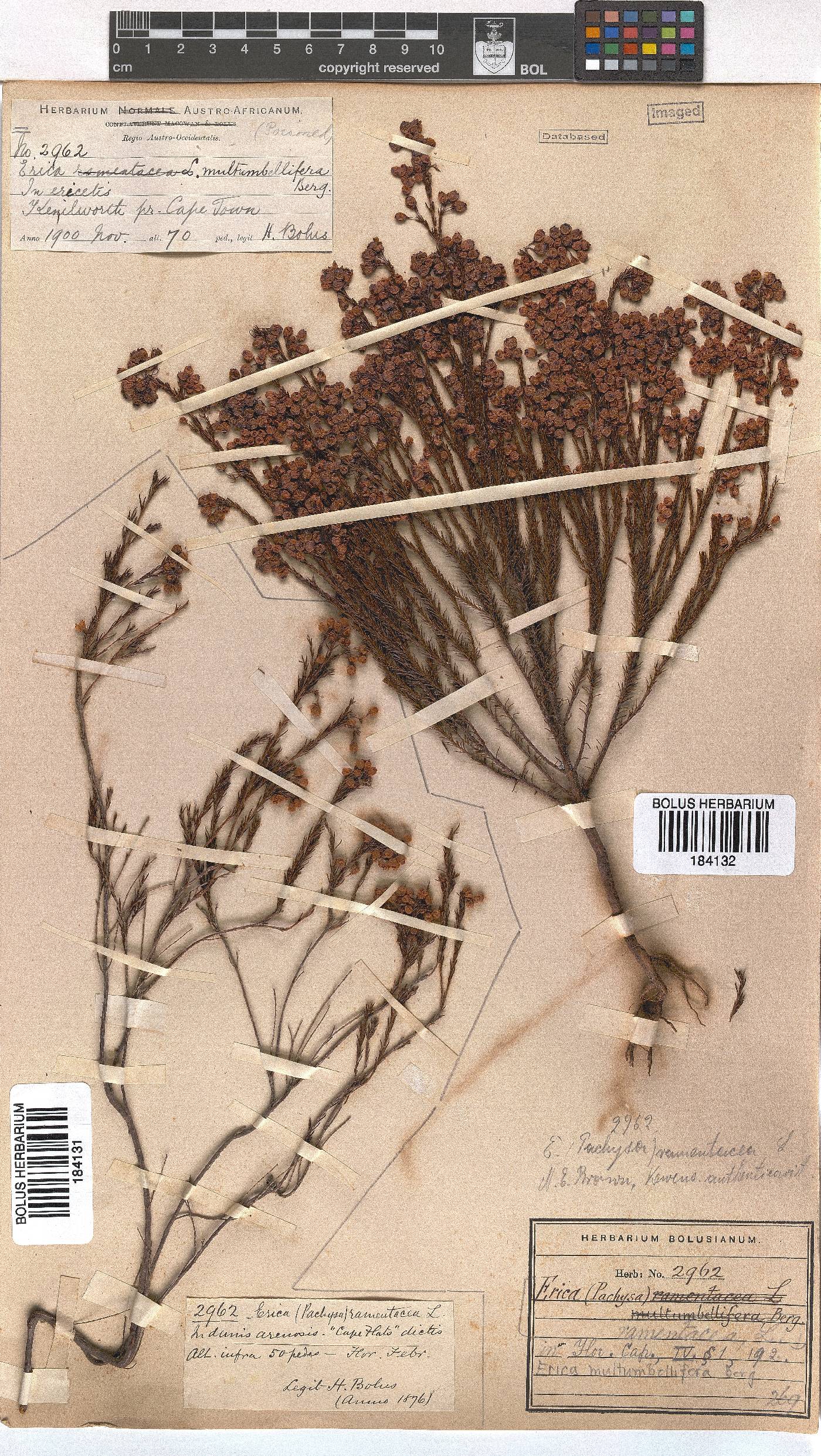 Erica multumbellifera image