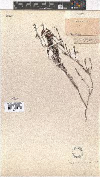 Erica multumbellifera image