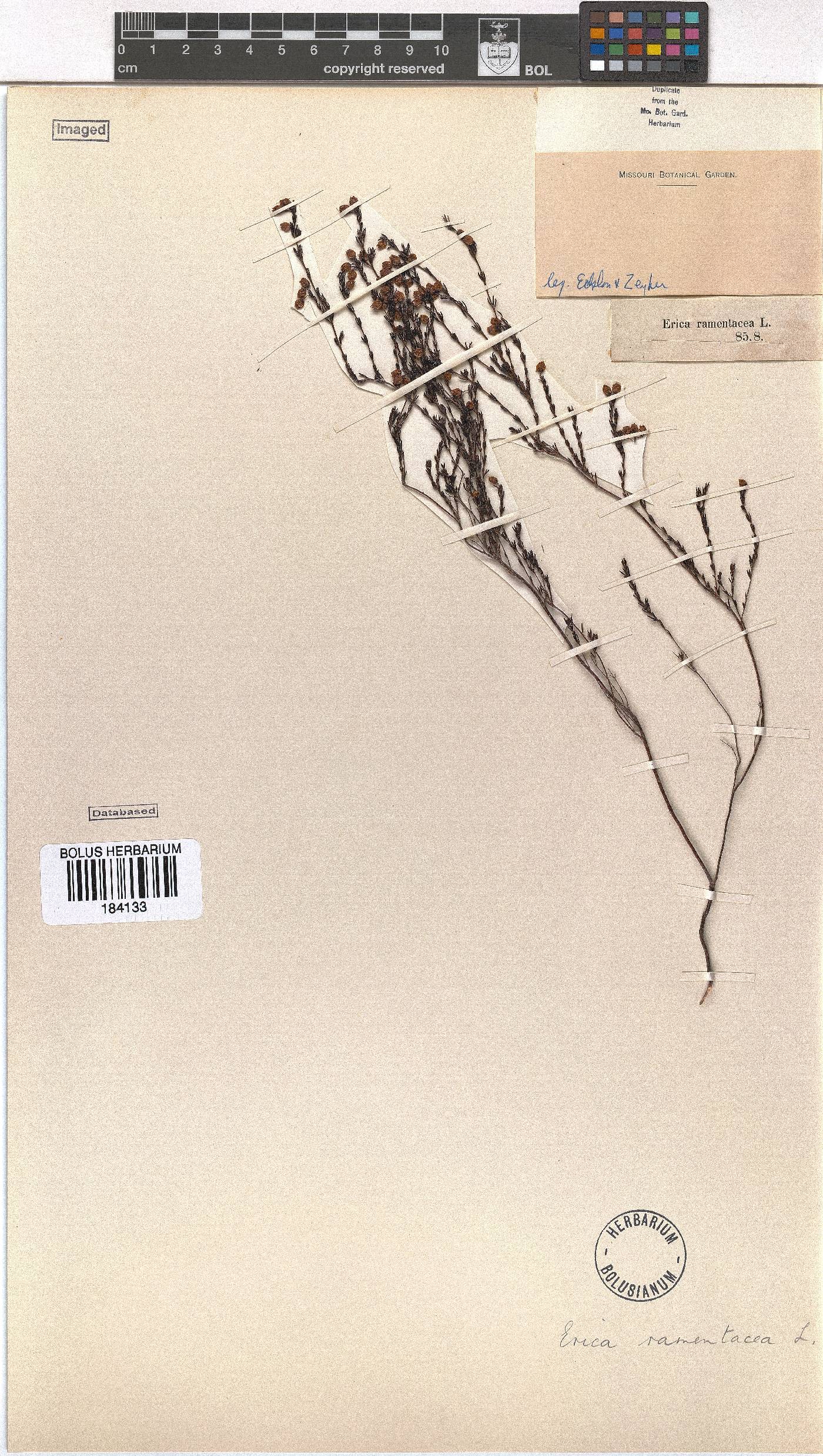 Erica multumbellifera image