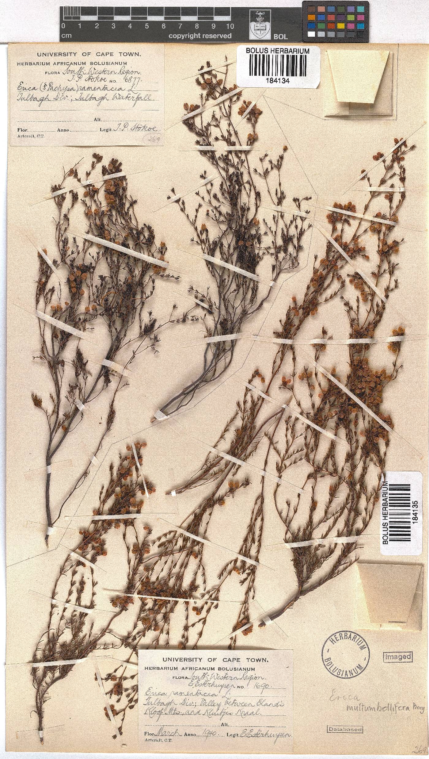 Erica multumbellifera image