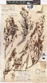 Erica multumbellifera image