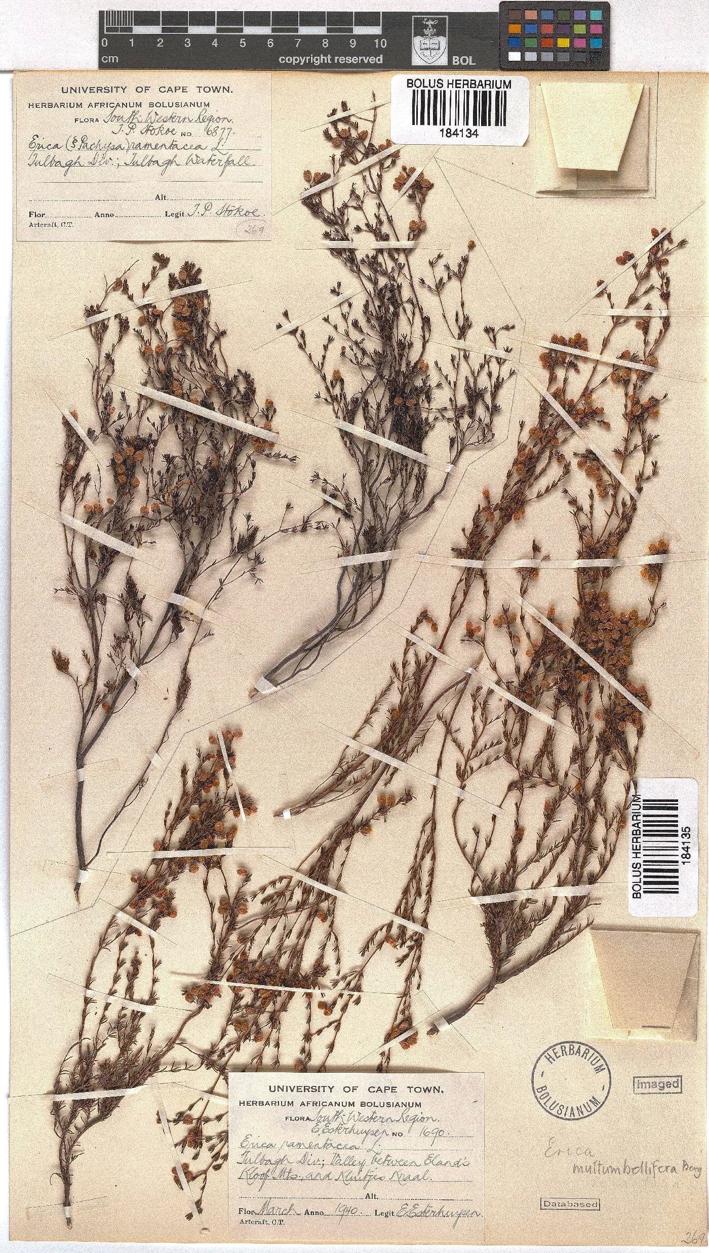 Erica multumbellifera image