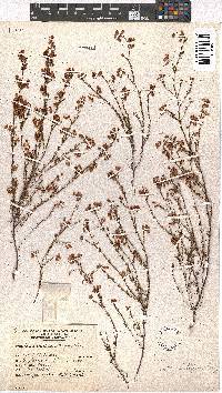 Erica multumbellifera image