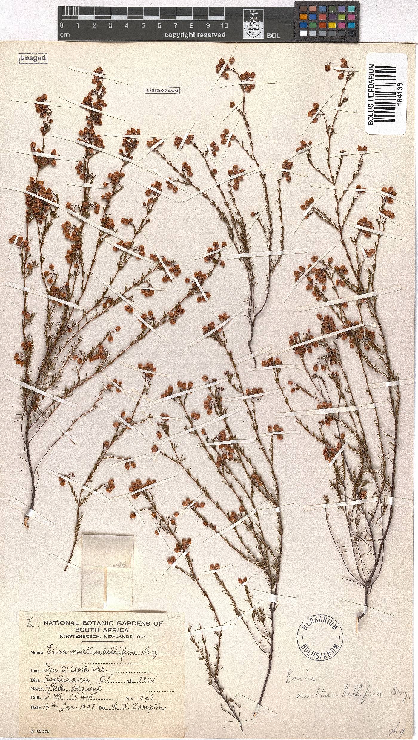 Erica multumbellifera image