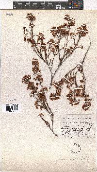 Erica multumbellifera image
