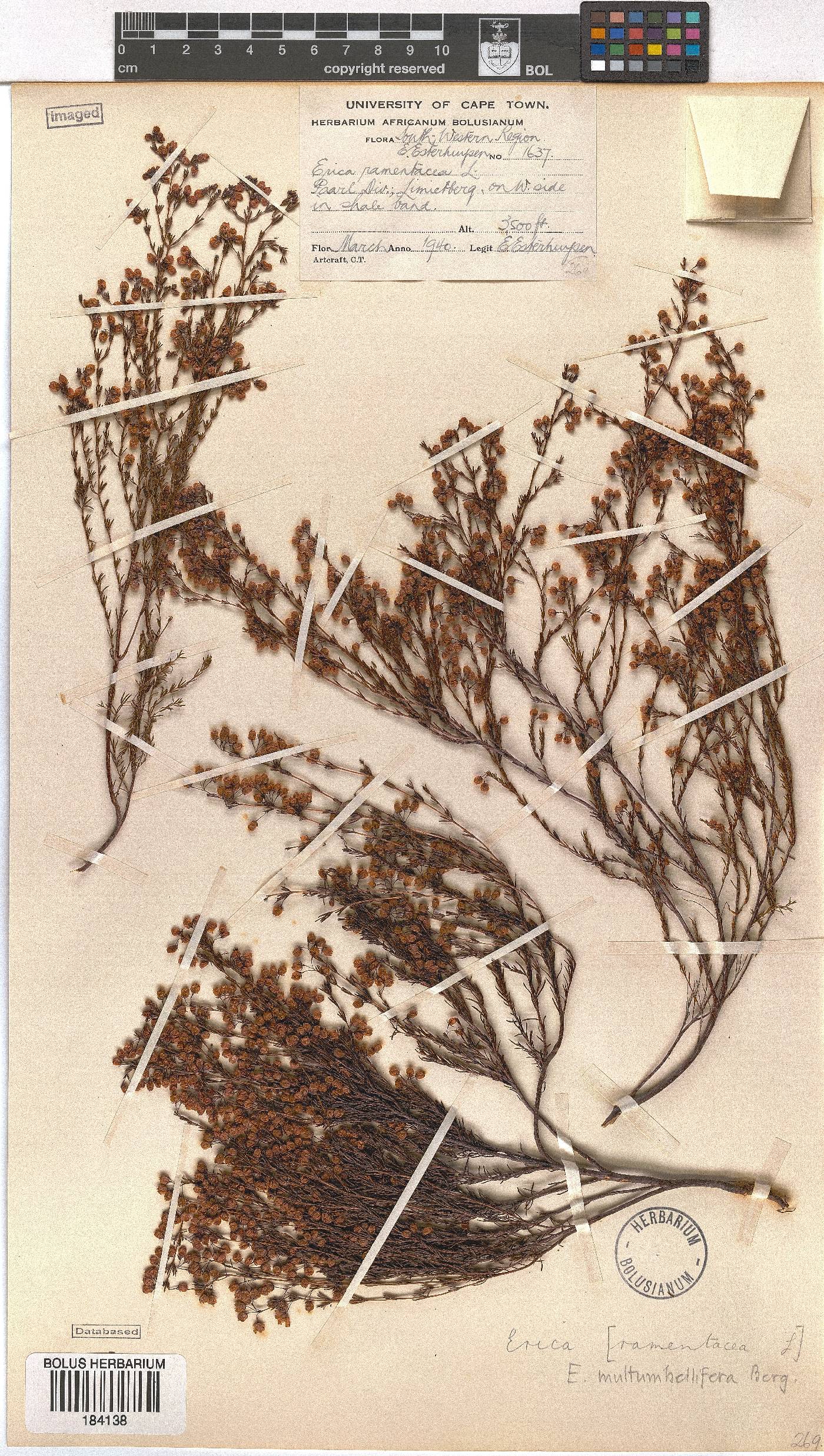 Erica multumbellifera image