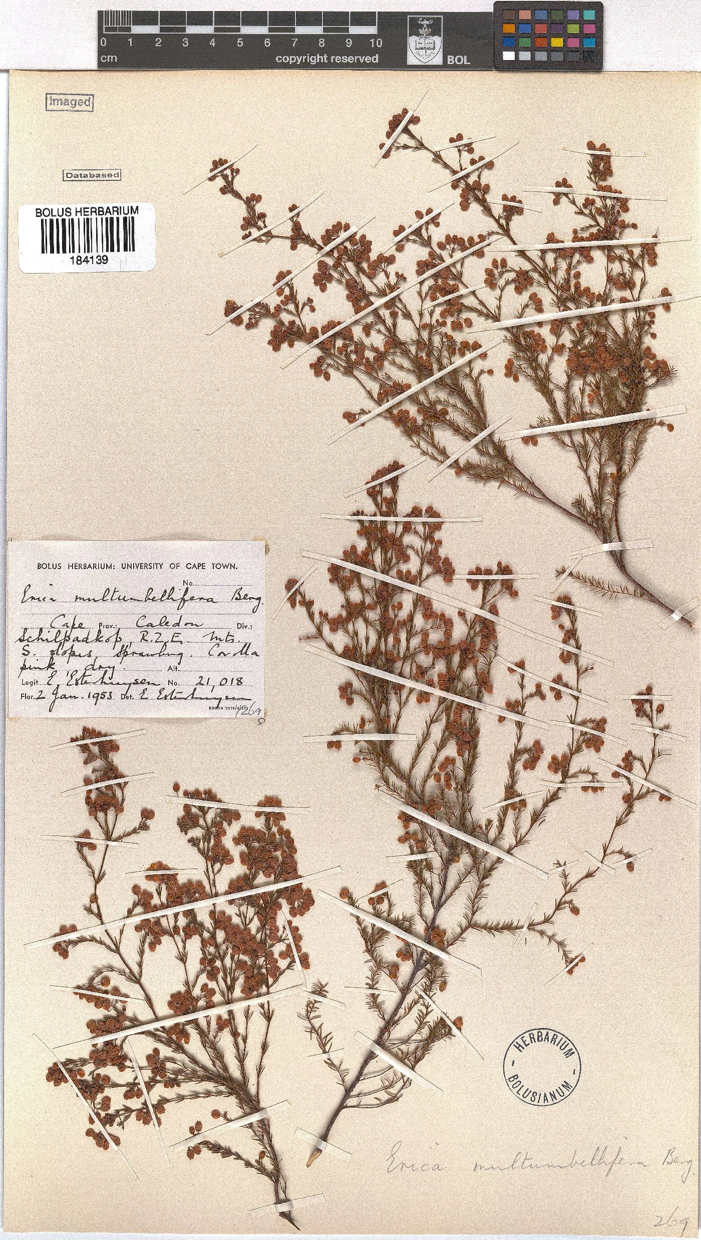 Erica multumbellifera image