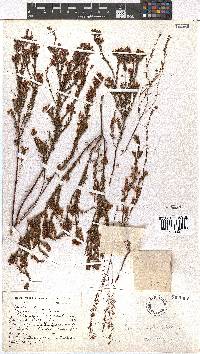 Erica multumbellifera image