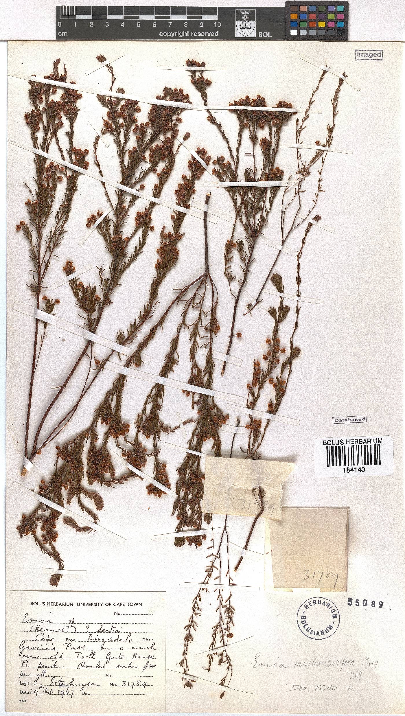 Erica multumbellifera image