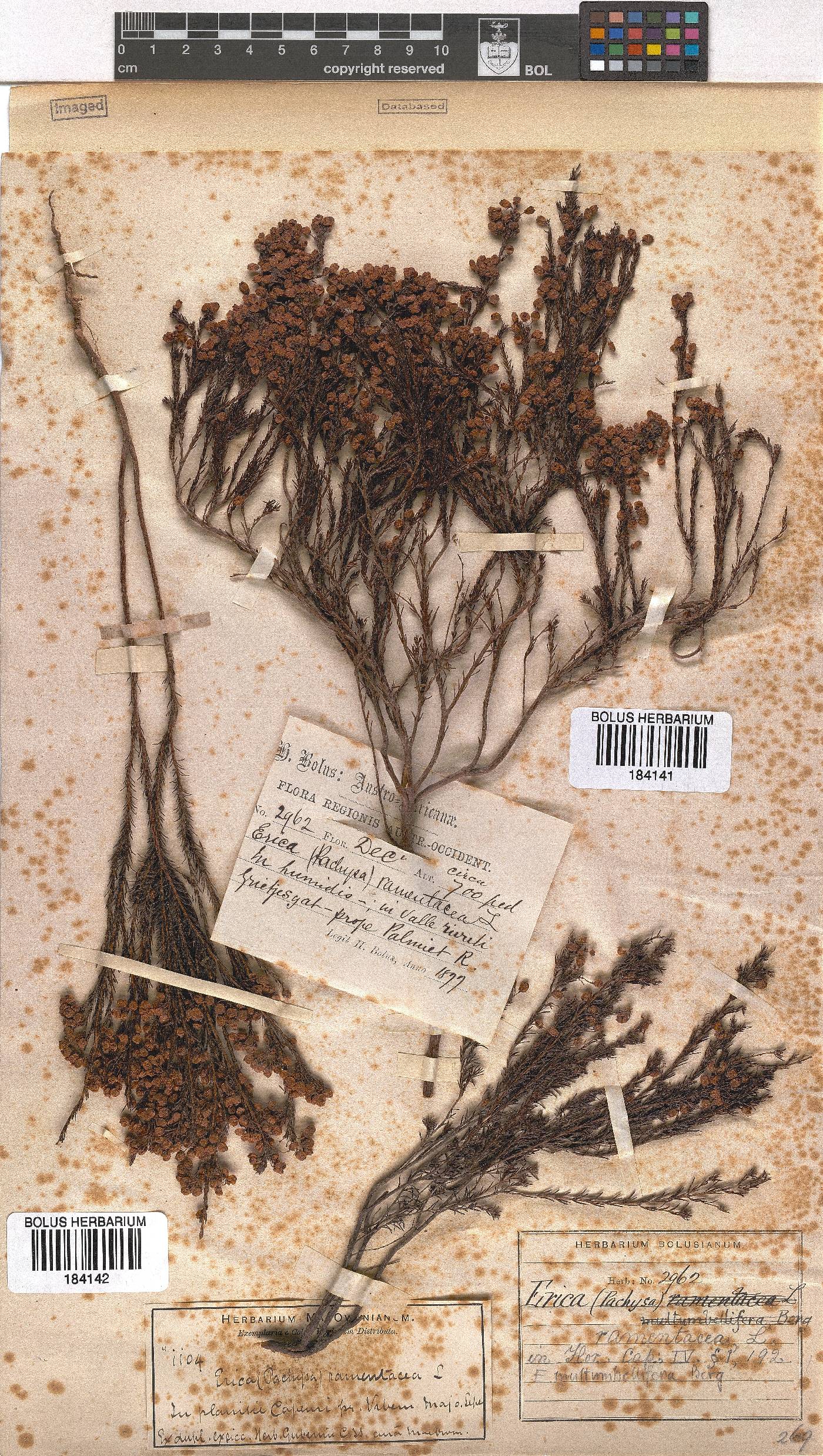 Erica multumbellifera image