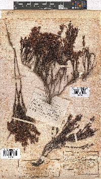 Erica multumbellifera image