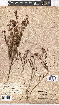 Erica multumbellifera image