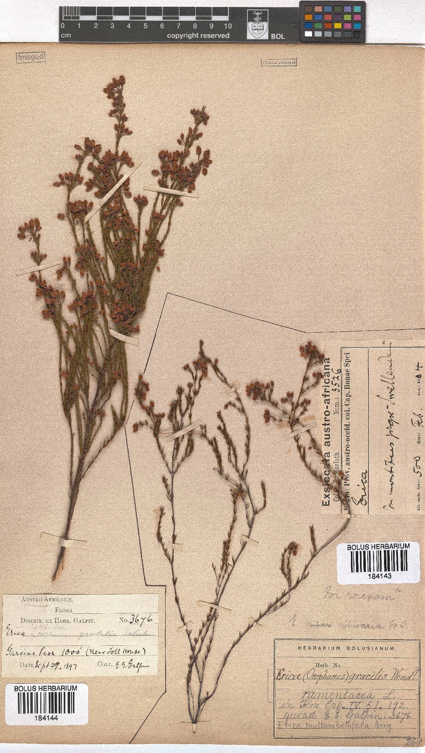 Erica multumbellifera image