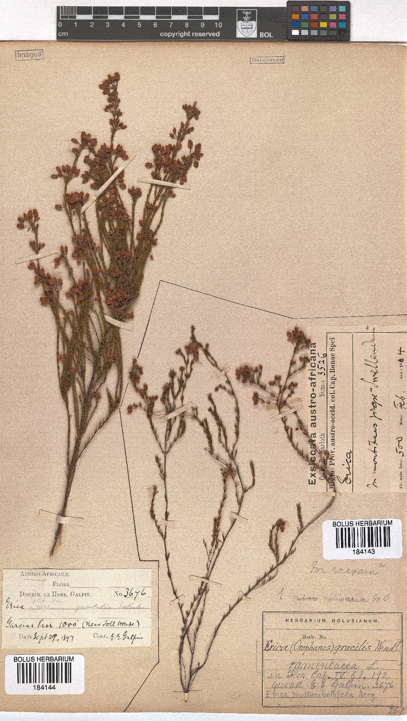 Erica multumbellifera image