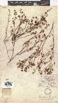 Erica multumbellifera image