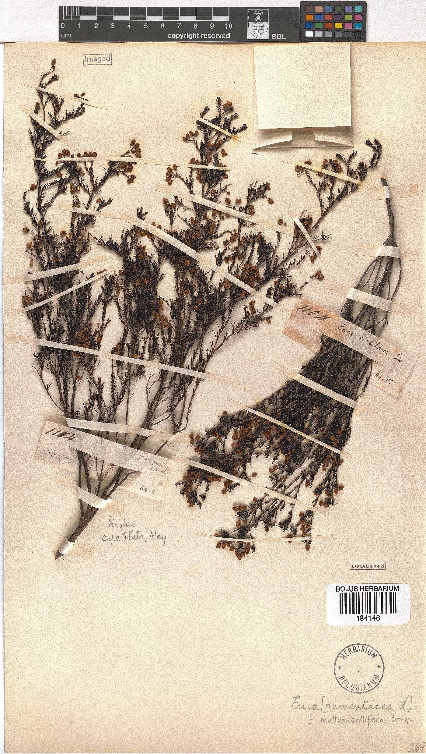 Erica multumbellifera image