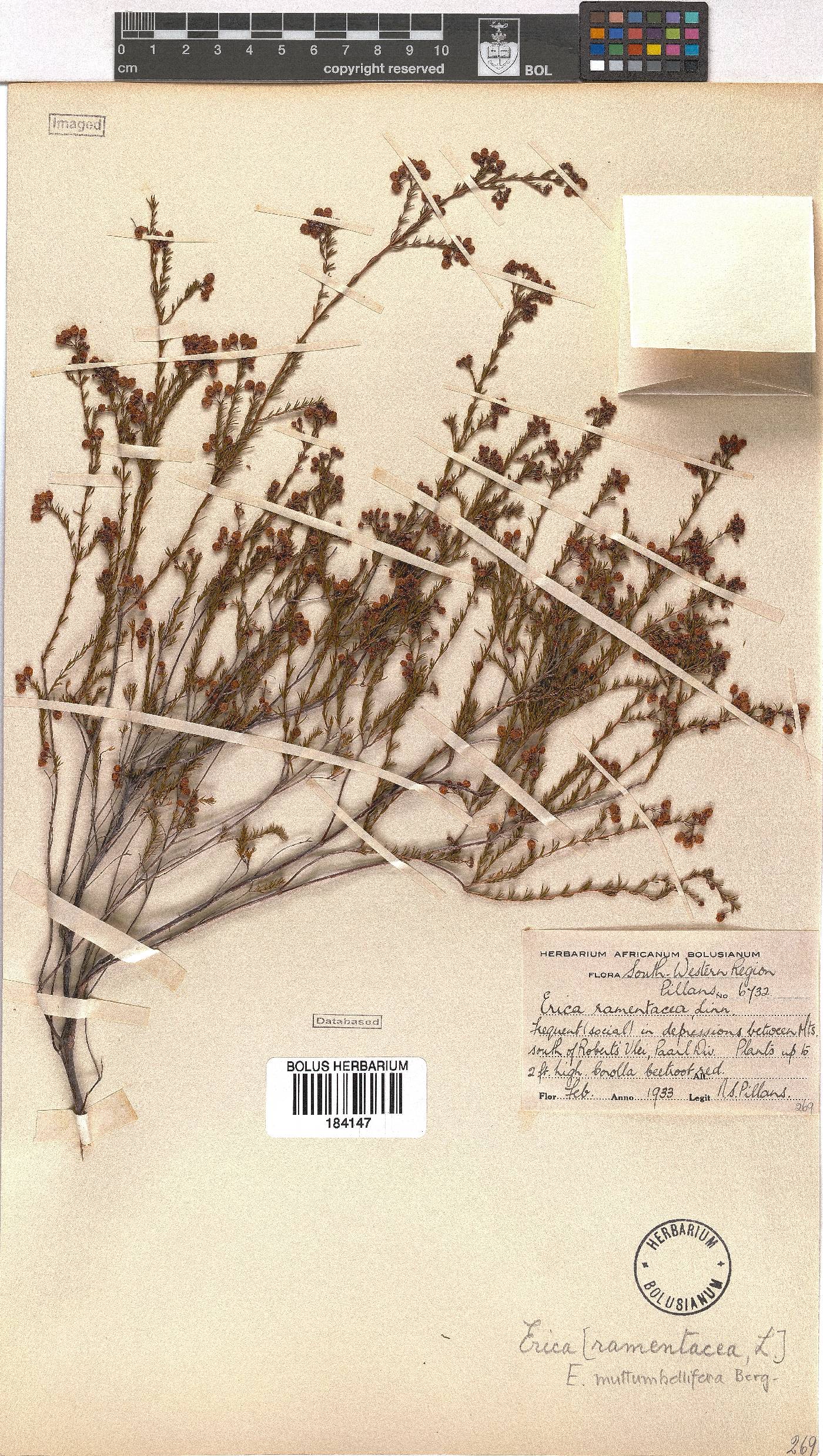 Erica multumbellifera image