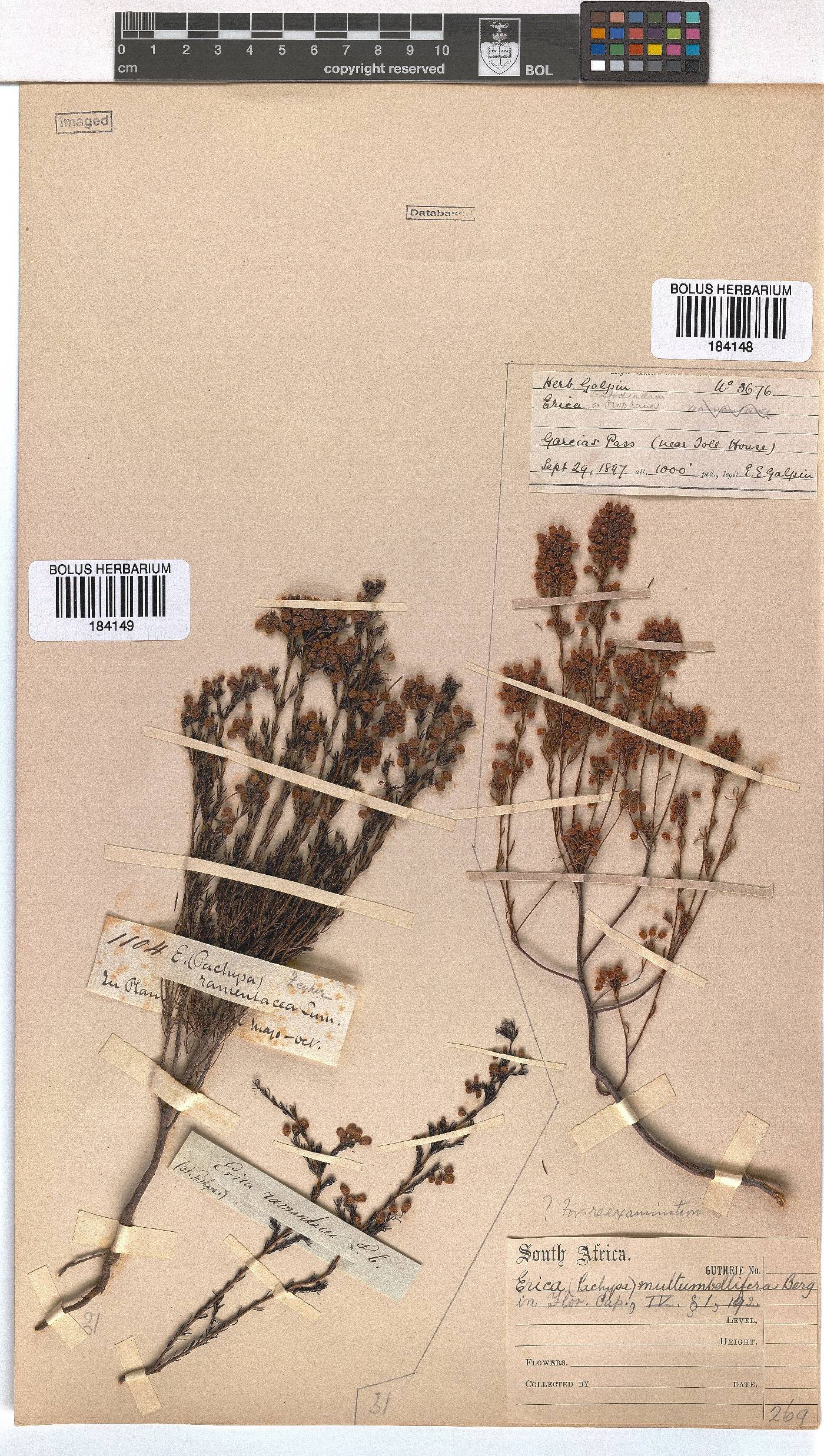 Erica multumbellifera image