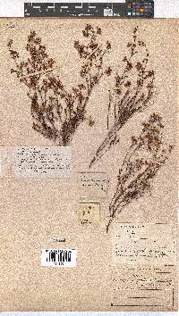 Erica multumbellifera image