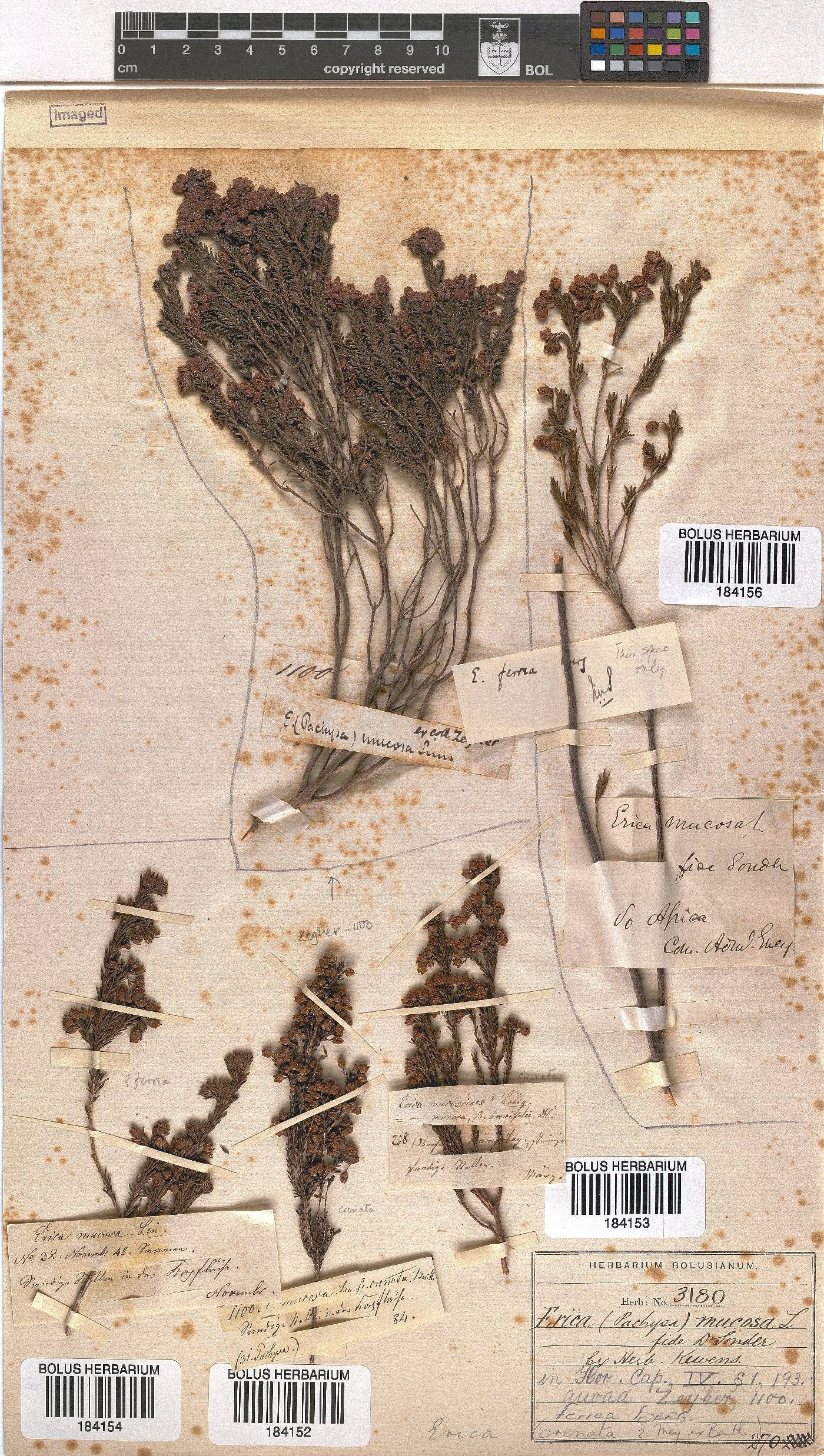 Erica ferrea image