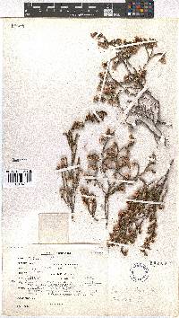 Erica schlechteri image