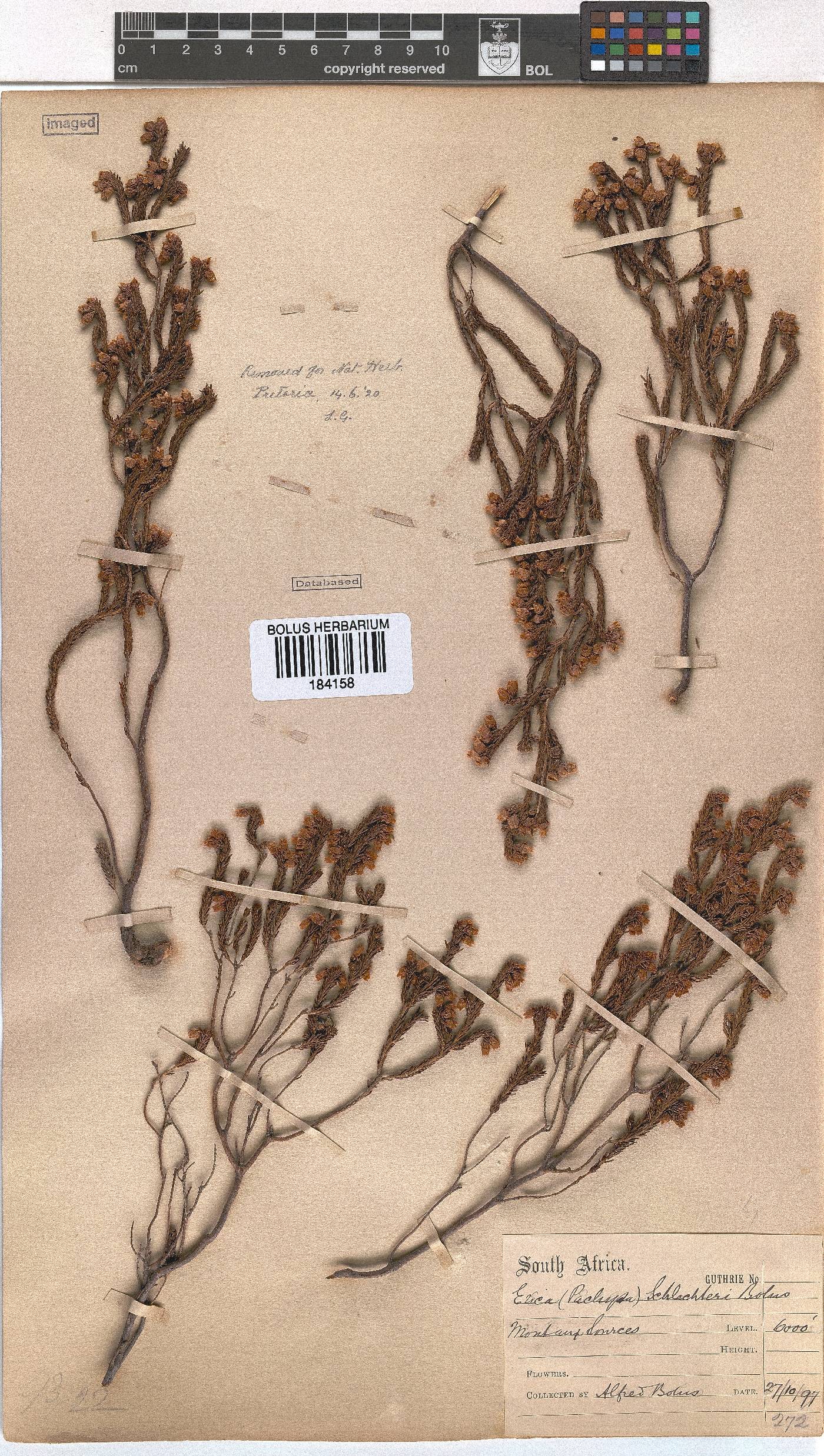 Erica schlechteri image