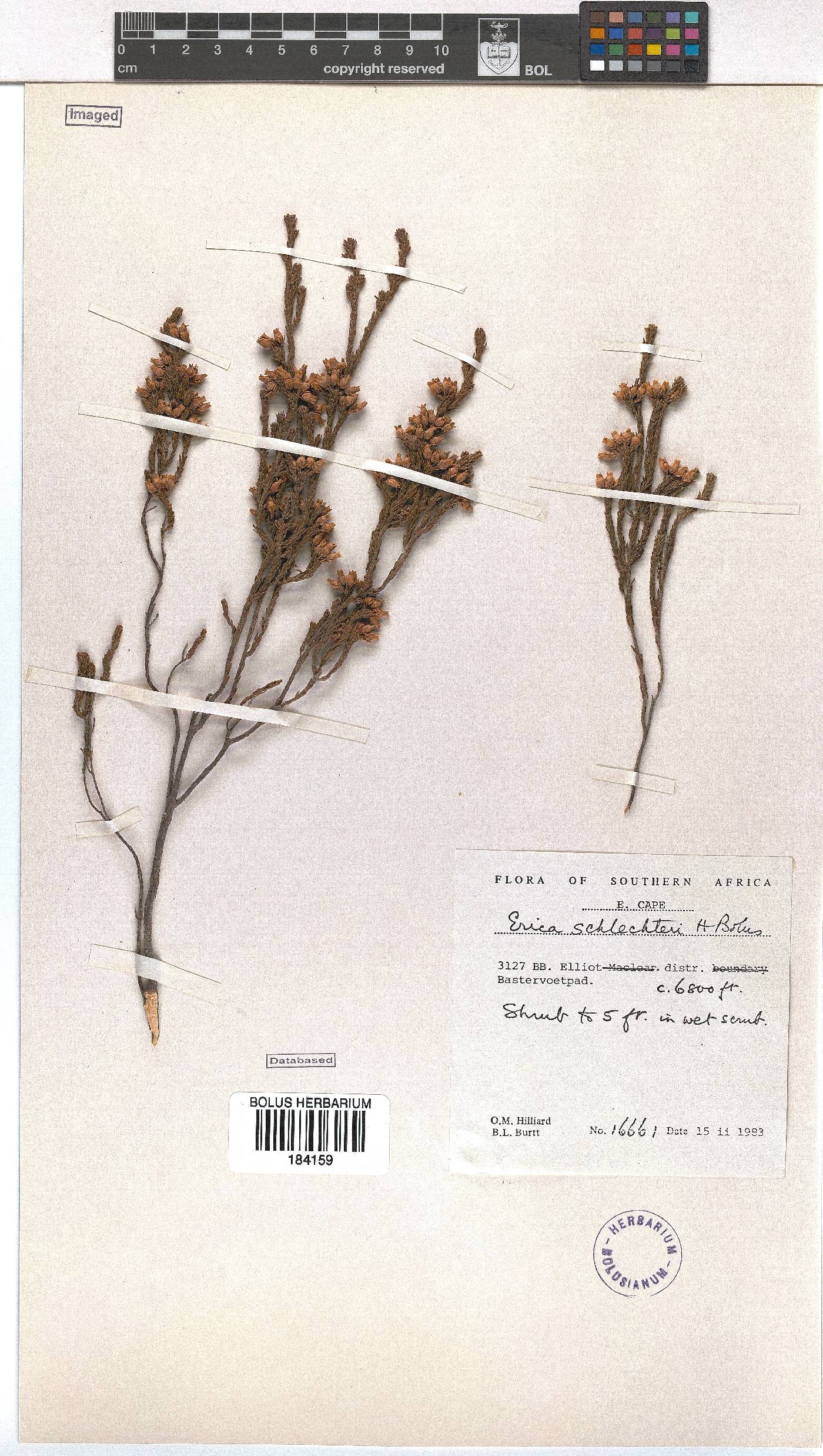 Erica schlechteri image