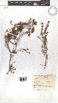 Erica schlechteri image