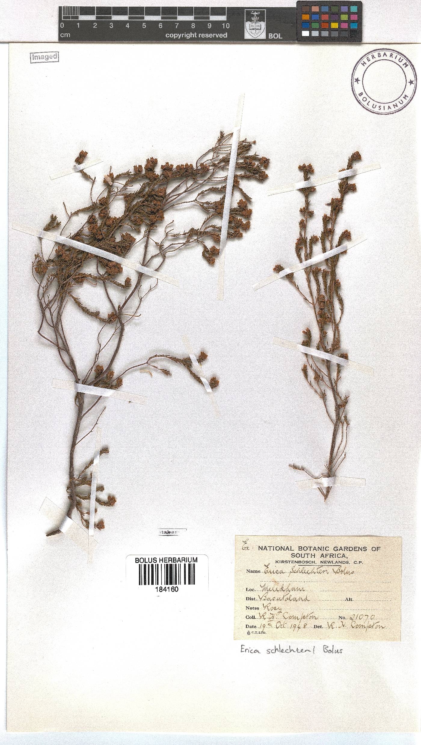 Erica schlechteri image