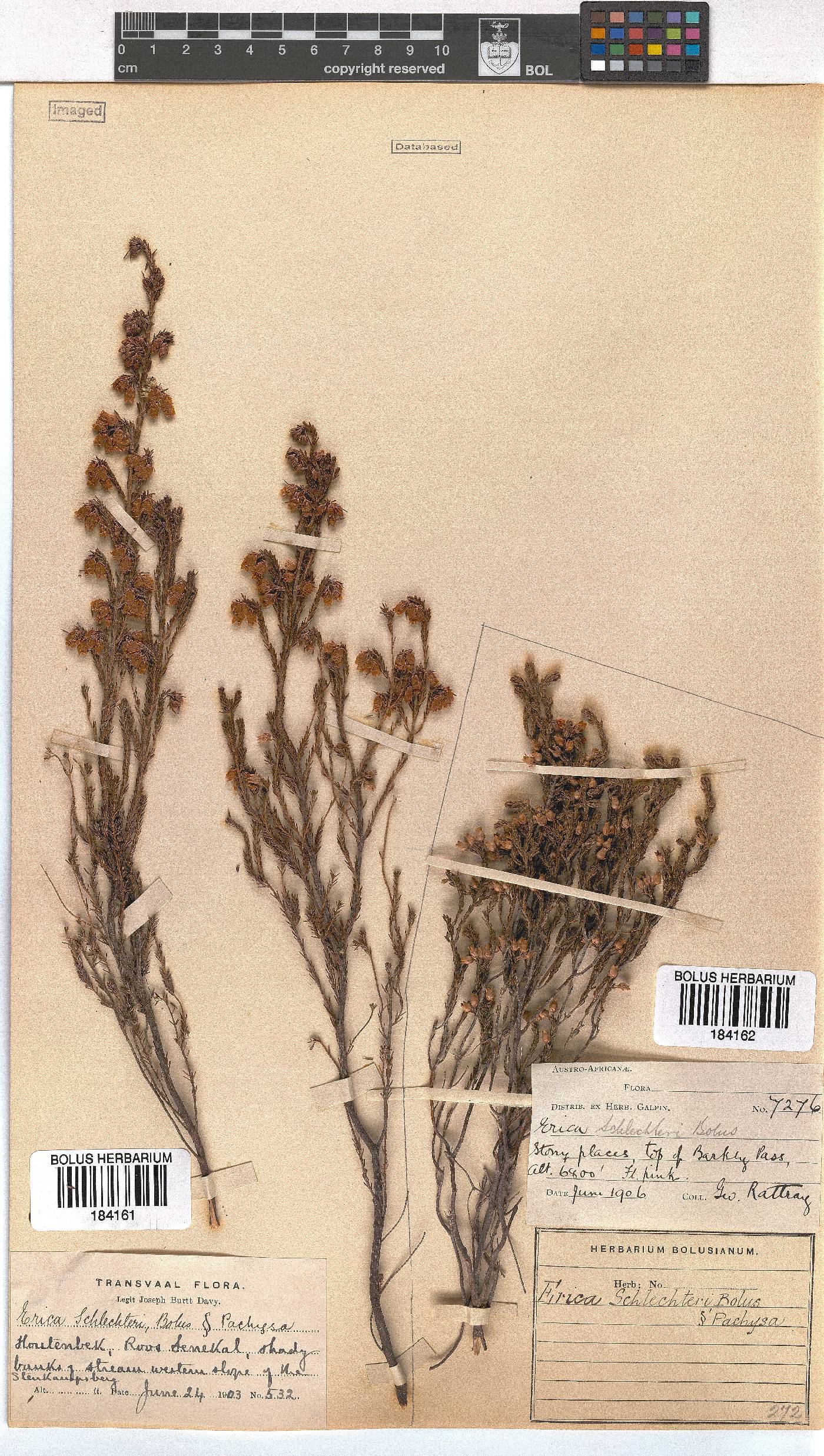 Erica schlechteri image