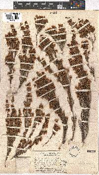 Erica schlechteri image