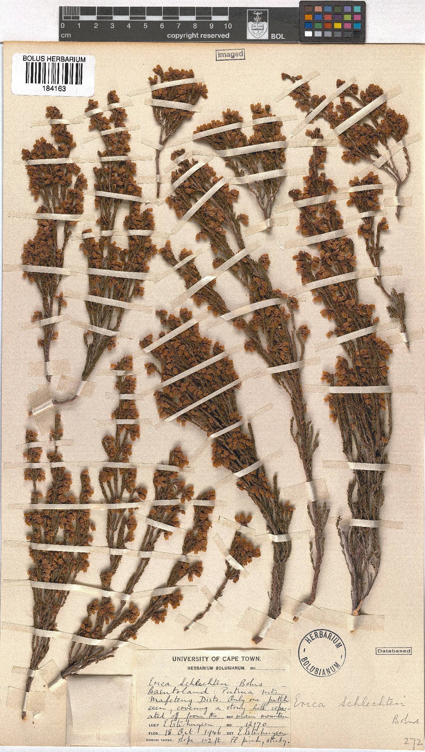 Erica schlechteri image