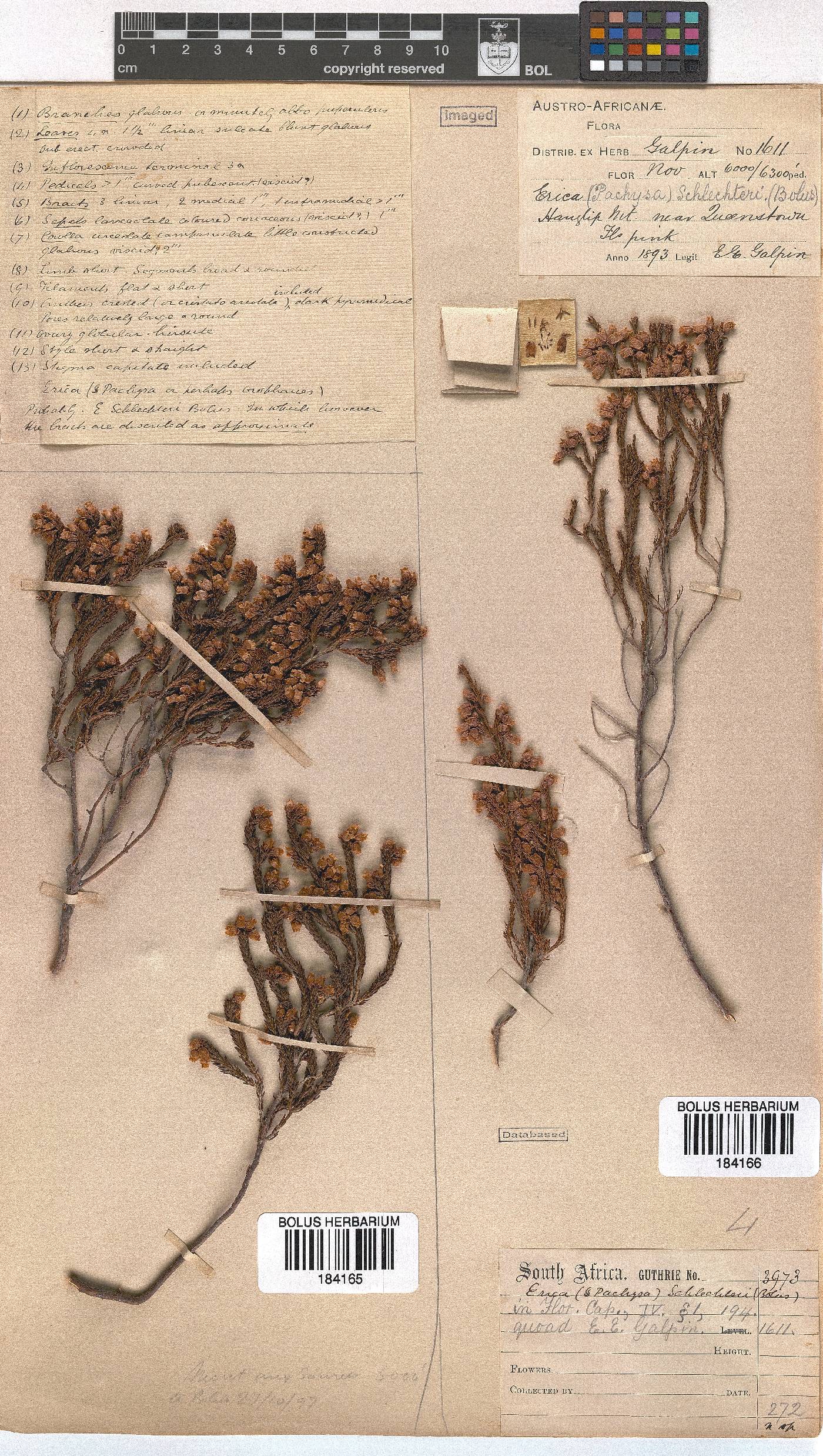 Erica schlechteri image