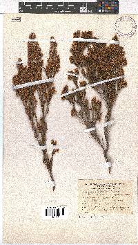 Erica schlechteri image