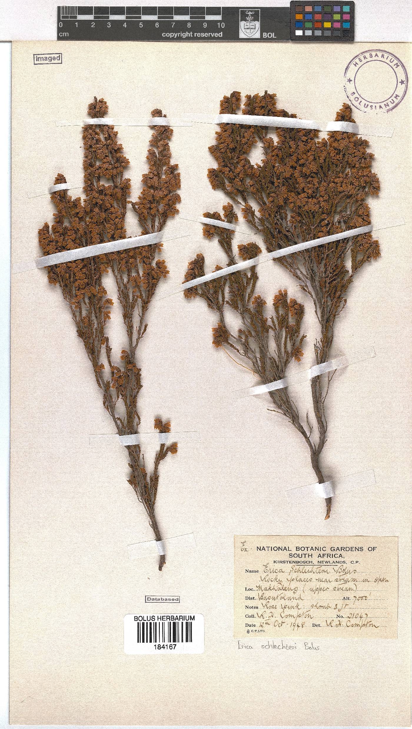 Erica schlechteri image