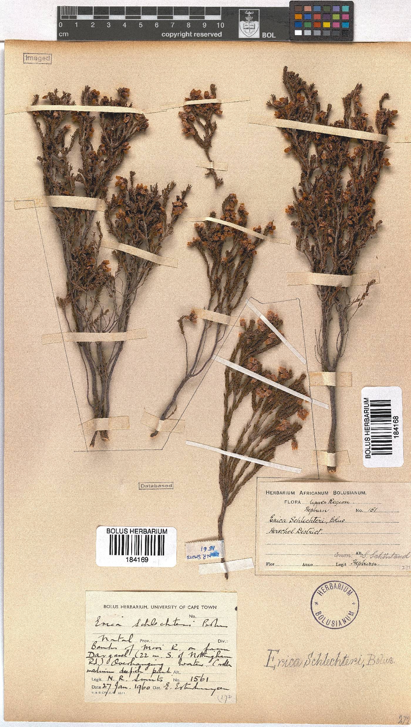 Erica schlechteri image