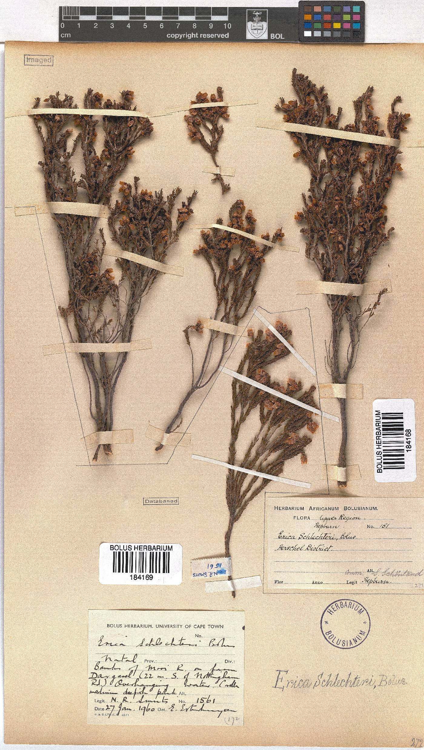 Erica schlechteri image